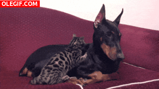 GIF: Este gato está muy cómodo junto al dóberman