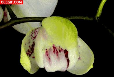 GIF: Orquídea abriendo los pétalos
