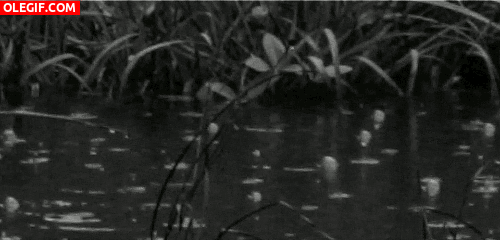 GIF: Llueve en el estanque