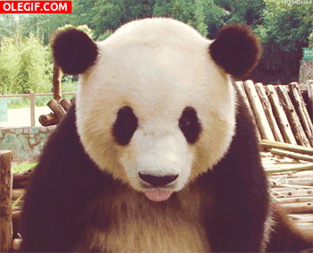 GIF: Un panda haciendo burla