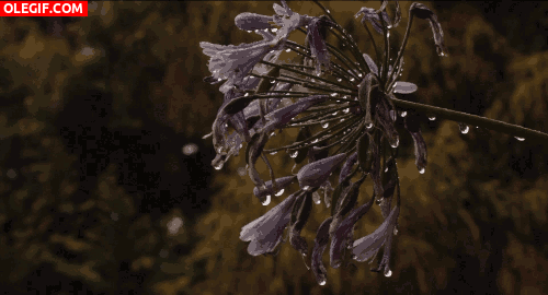 GIF: Flor bajo la lluvia