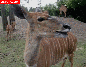 GIF: La cara chistosa del antilope
