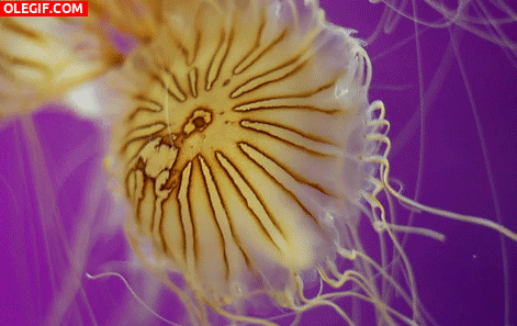 GIF: El movimiento de una medusa Chrysaora hysoscella