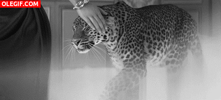 GIF: Acariciando a un leopardo