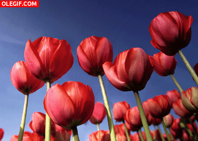 GIF: Tulipanes en el campo