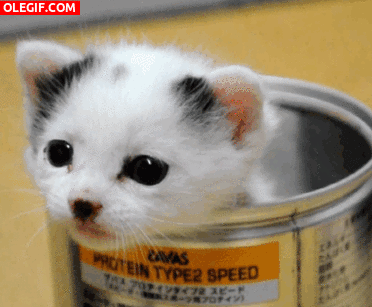 GIF: Gatito maullando dentro de una lata