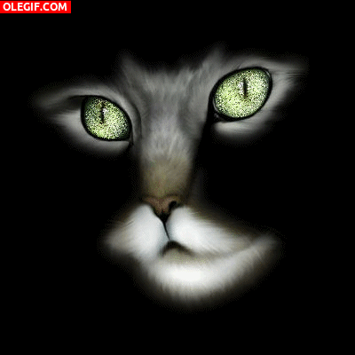 GIF: Los ojos brillantes del gato