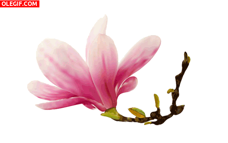 GIF: Magnolia en movimiento