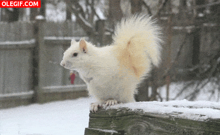 GIF: Mira a esta ardilla blanca en la nieve