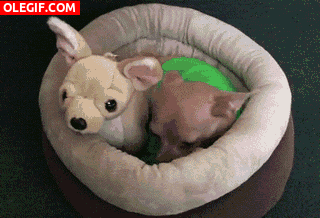GIF: Chihuahua durmiendo con su amigo