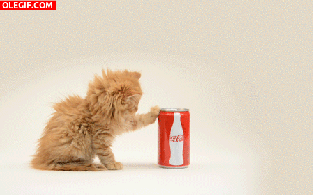 GIF: Este gato quiere Coca-Cola
