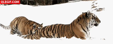 GIF: Un tigre juguetón