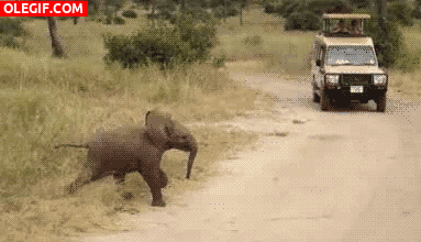GIF: Pequeño elefante cruzando la carretera