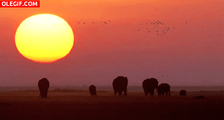 GIF: Elefantes caminando al amanecer