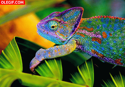 GIF: Camaleón cambiando de color