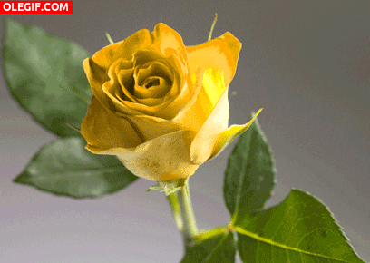 GIF: Contemplando una rosa amarilla