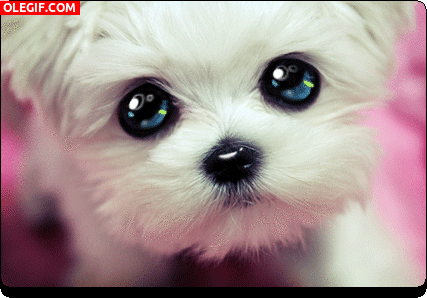 GIF: Cachorro de ojos llorosos
