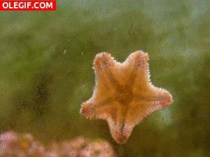 GIF: Estrella de mar moviéndose por el cristal