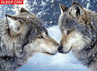 GIF: Amor entre lobos