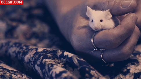 GIF: Un ratoncillo muy cómodo