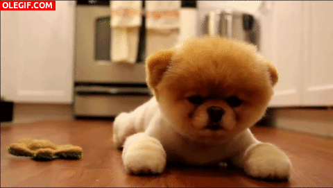GIF: Este cachorro Pomerania parece un peluche