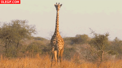 GIF: Una jirafa vigía