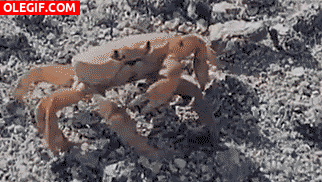 GIF: Mira a este cangrejo arrancándose la pinza