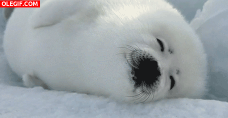 GIF: Esta foca bebé tiene una pesadilla