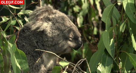 GIF: Este koala come y duerme al mismo tiempo