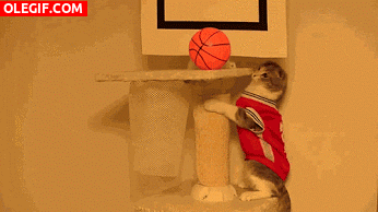 GIF: A este gato le gusta jugar al baloncesto