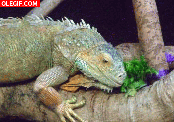 GIF: Mira a esta iguana sacando la lengua