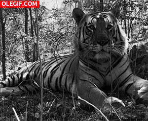 GIF: La respiración del tigre