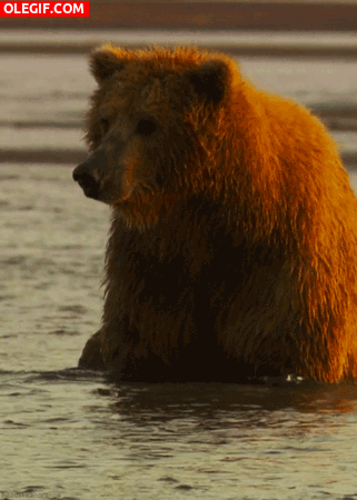 GIF: Un oso en remojo