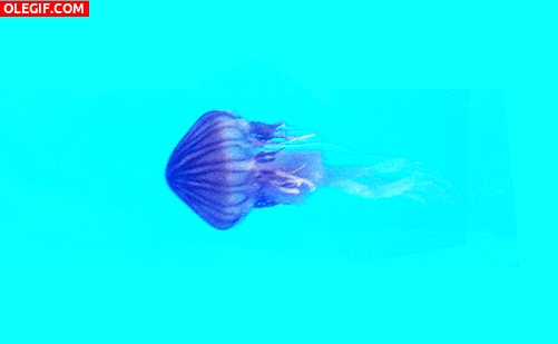GIF: Movimientos de la medusa
