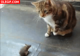 GIF: Esta rata no tiene ningún miedo