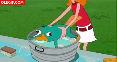 GIF: A darse un baño Perry