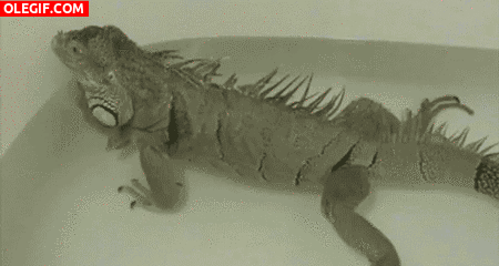GIF: Esta iguana se quiere montar un jacuzzi