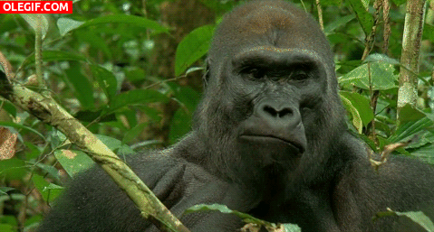 GIF: Mira cómo mastica el gorila