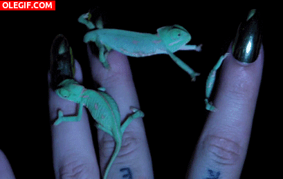 GIF: Pequeños camaleones entre los dedos