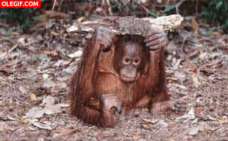 GIF: Orangután refugiándose de la lluvia