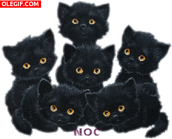 GIF: A estos gatitos se les iluminan los ojos