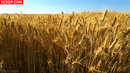 GIF: Aire meciendo el trigo