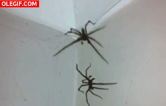 GIF: Pelea de arañas