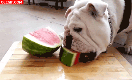 GIF: A este bulldog le gusta la sandía