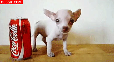GIF: Este chihuahua es más pequeño que la lata de coca-cola