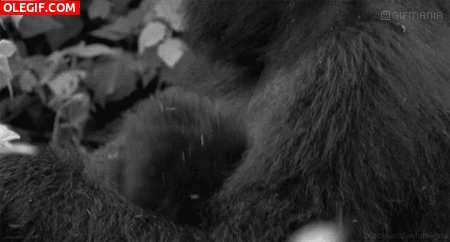 GIF: Mira a este lindo bebé gorila