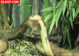 GIF: Cobras en movimiento