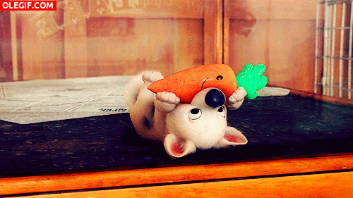 GIF: A este perrito le gustan las zanahorias
