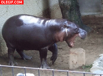 GIF: Este pequeño hipopótamo tiene hambre
