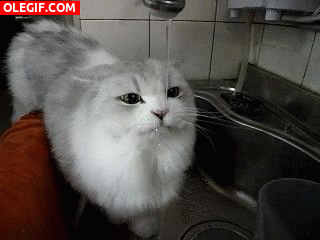 GIF: Este gato tiene mucha sed